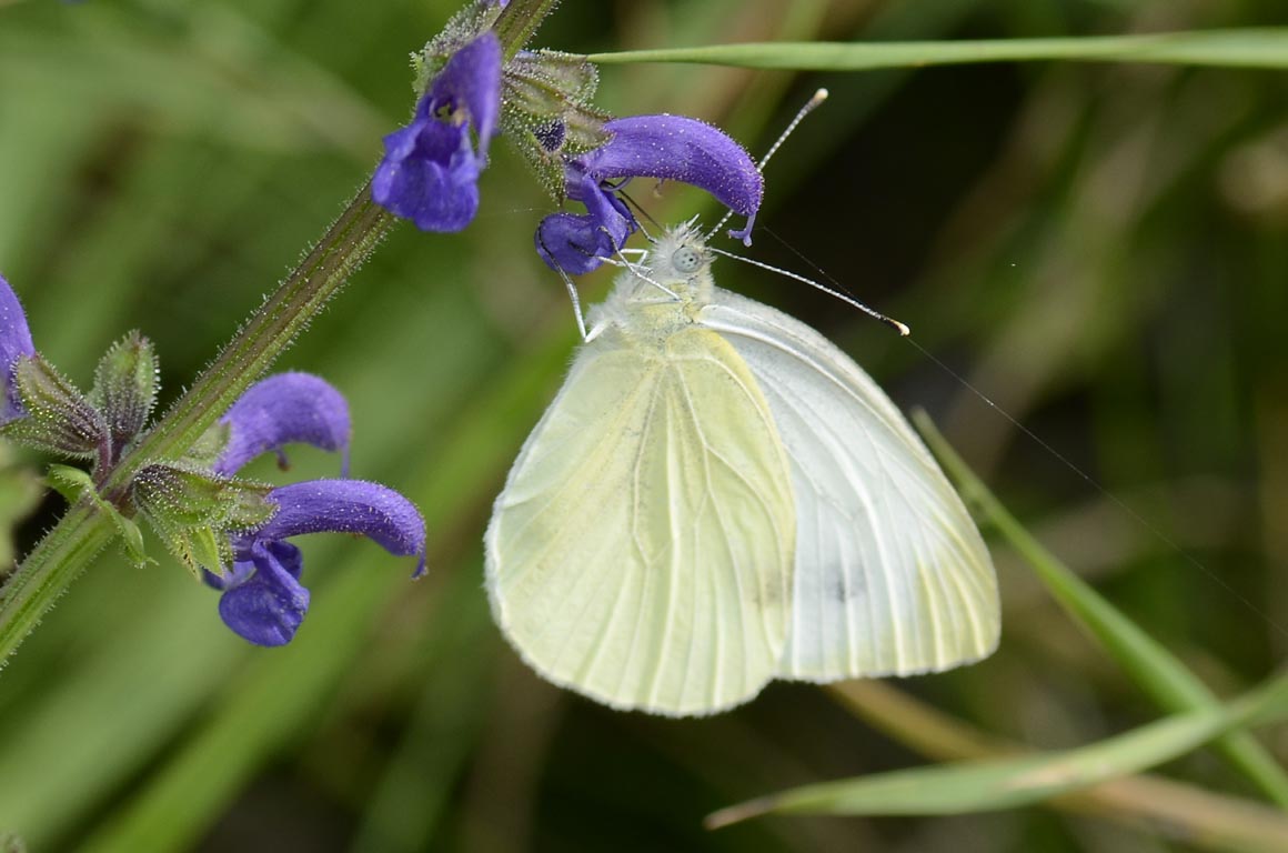 Pieris ergane?